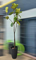 3m Tall Fiddle Leaf Fig Tree – Large Artificial Indoor Plant