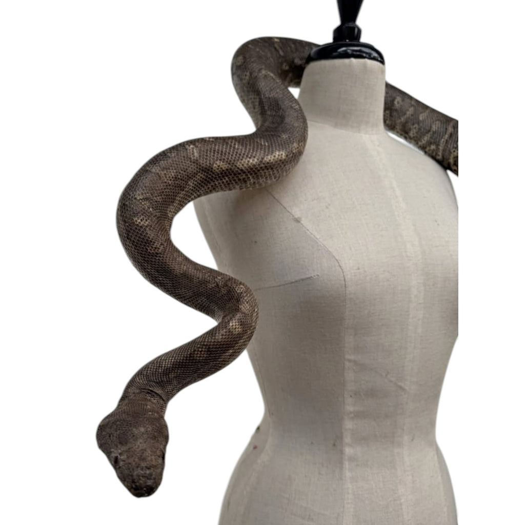 Large Realistic Taxidermy Snake Python Sculpture