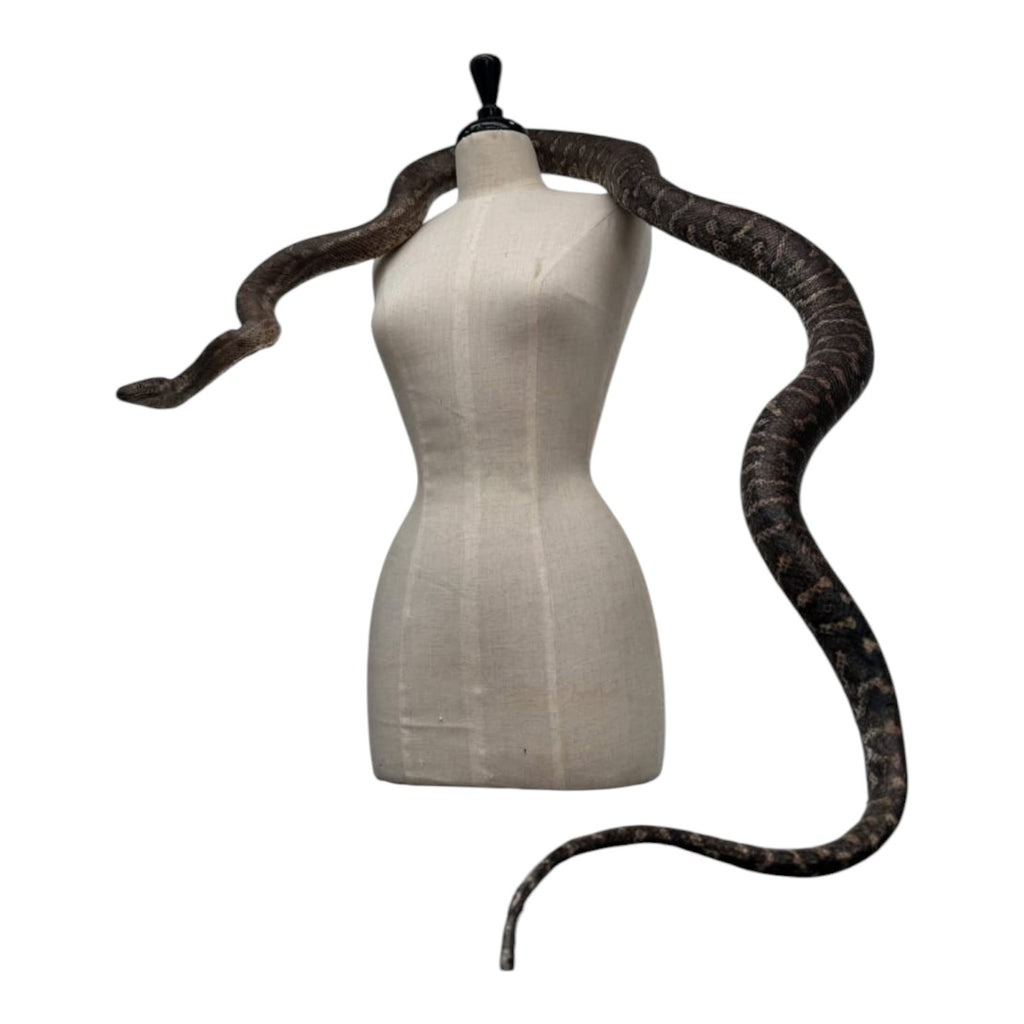 Large Realistic Taxidermy Snake Python Sculpture